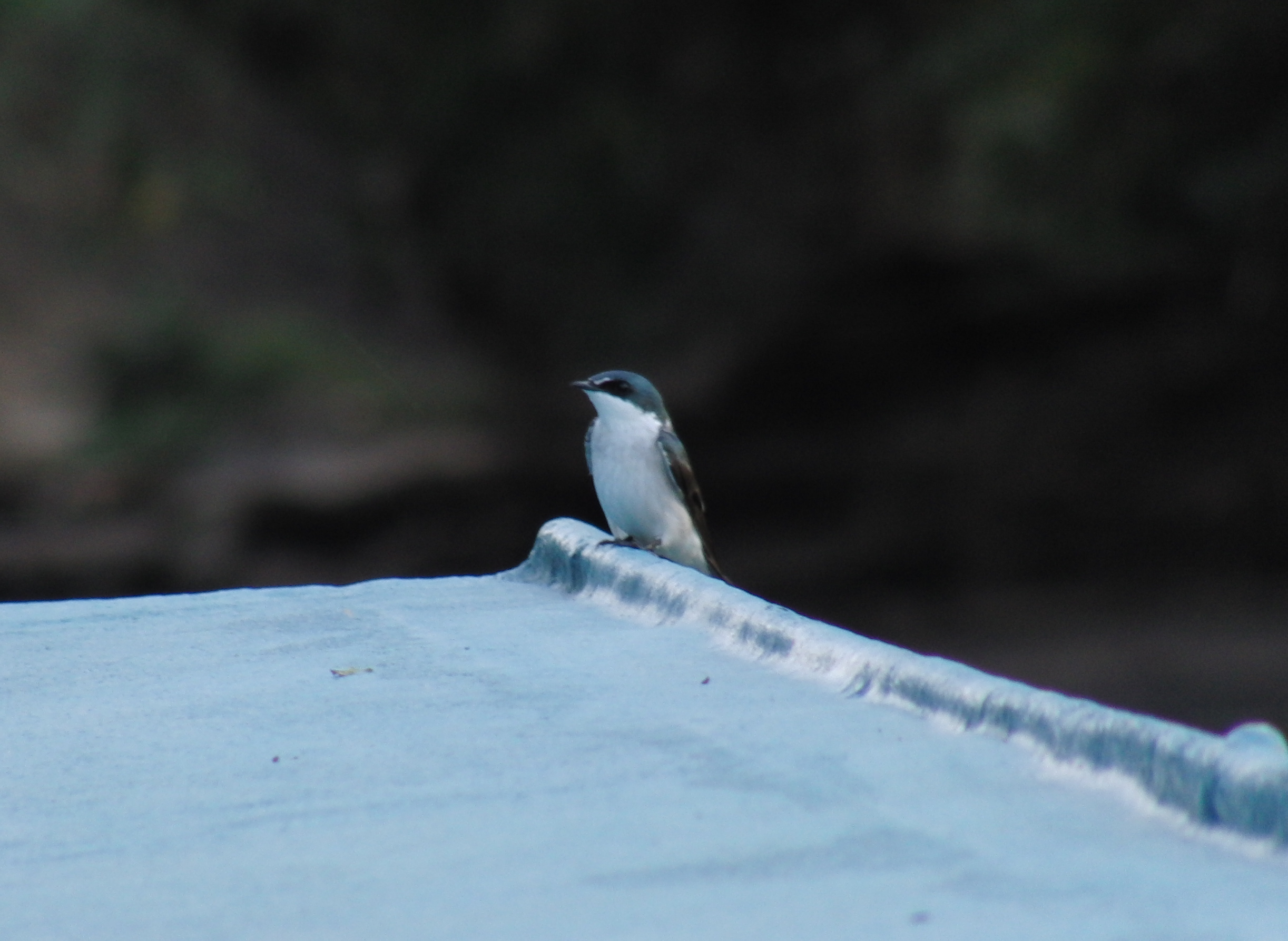 Mangrove swallow