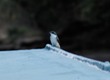 Mangrove swallow