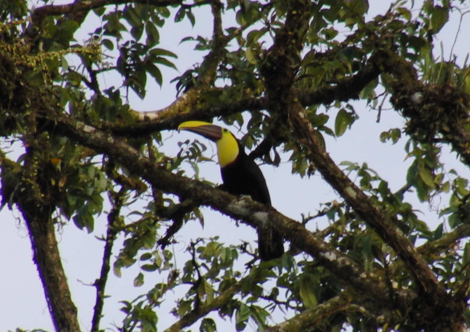 Chestnut-mandibled Toucan