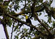 Chestnut-mandibled Toucan