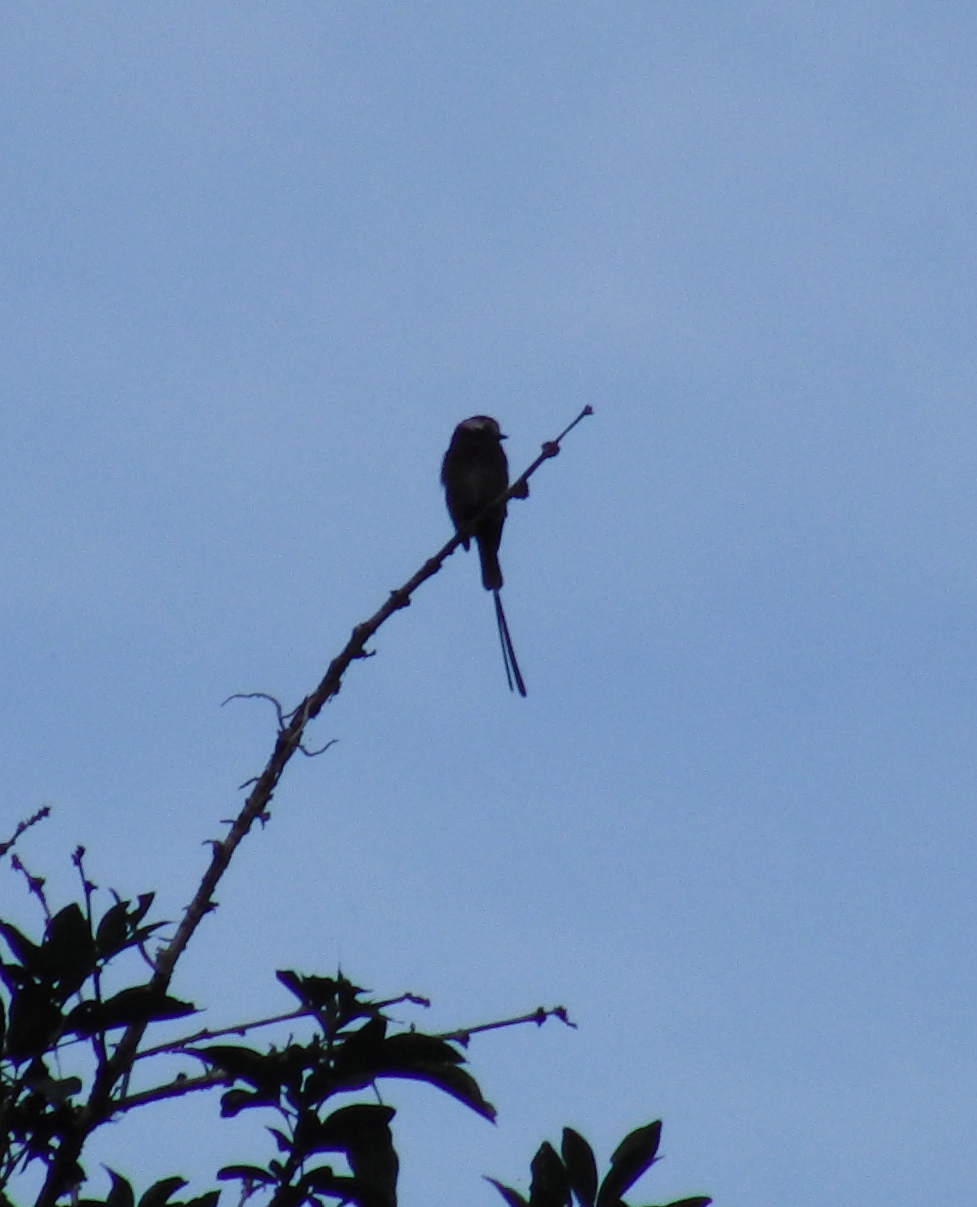 Long-tailed Tyrant