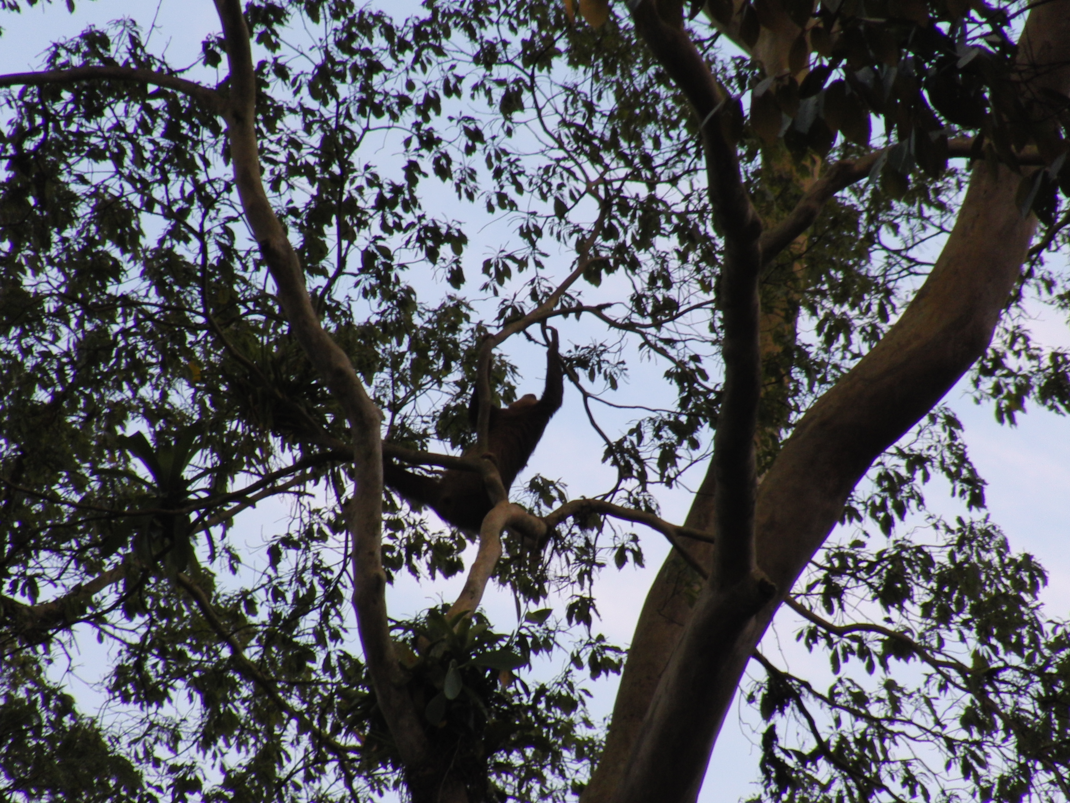 Three-toed sloth