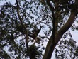 Three-toed sloth