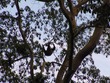 Three-toed sloth