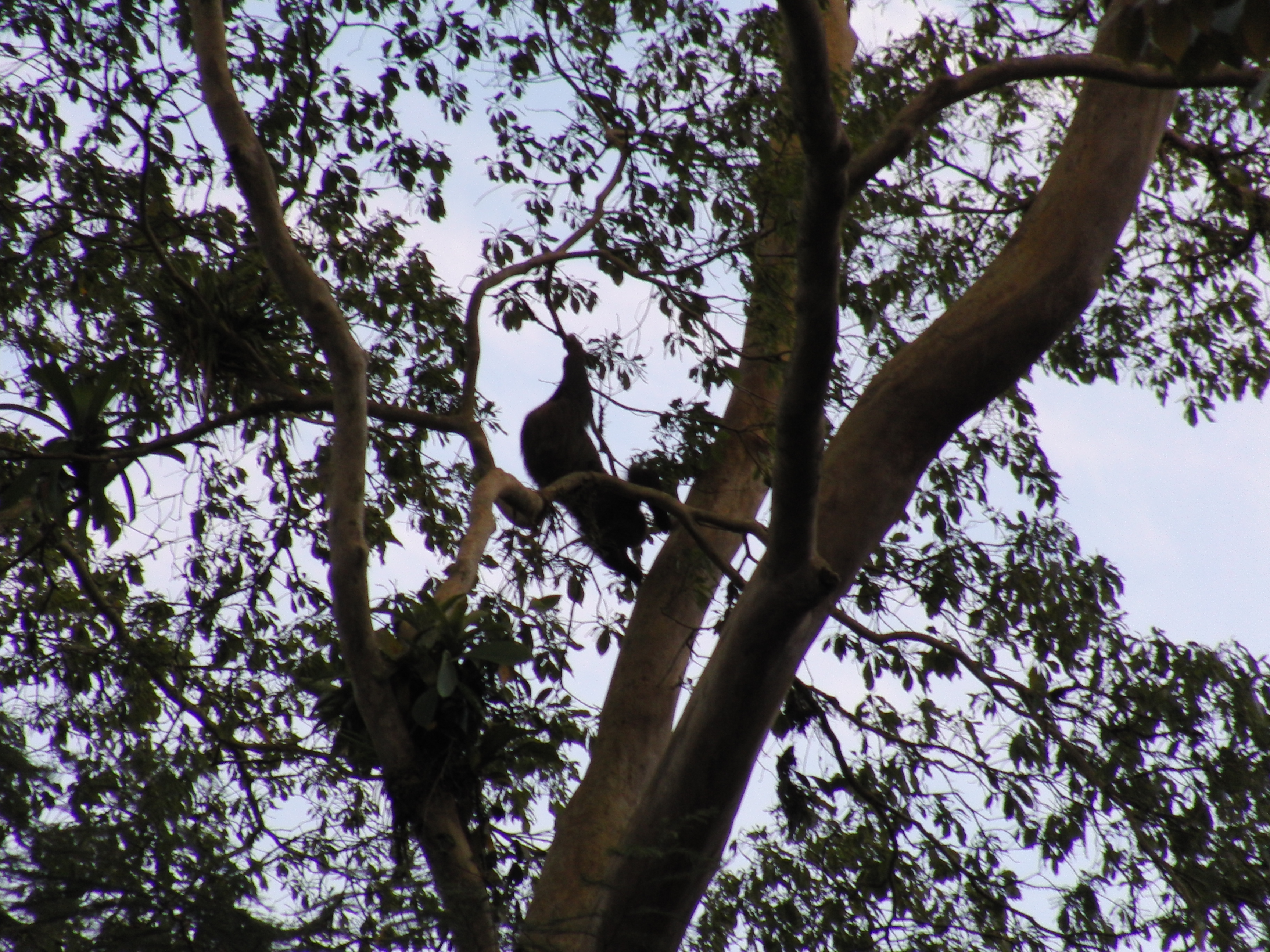 Three-toed sloth