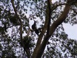 Three-toed sloth