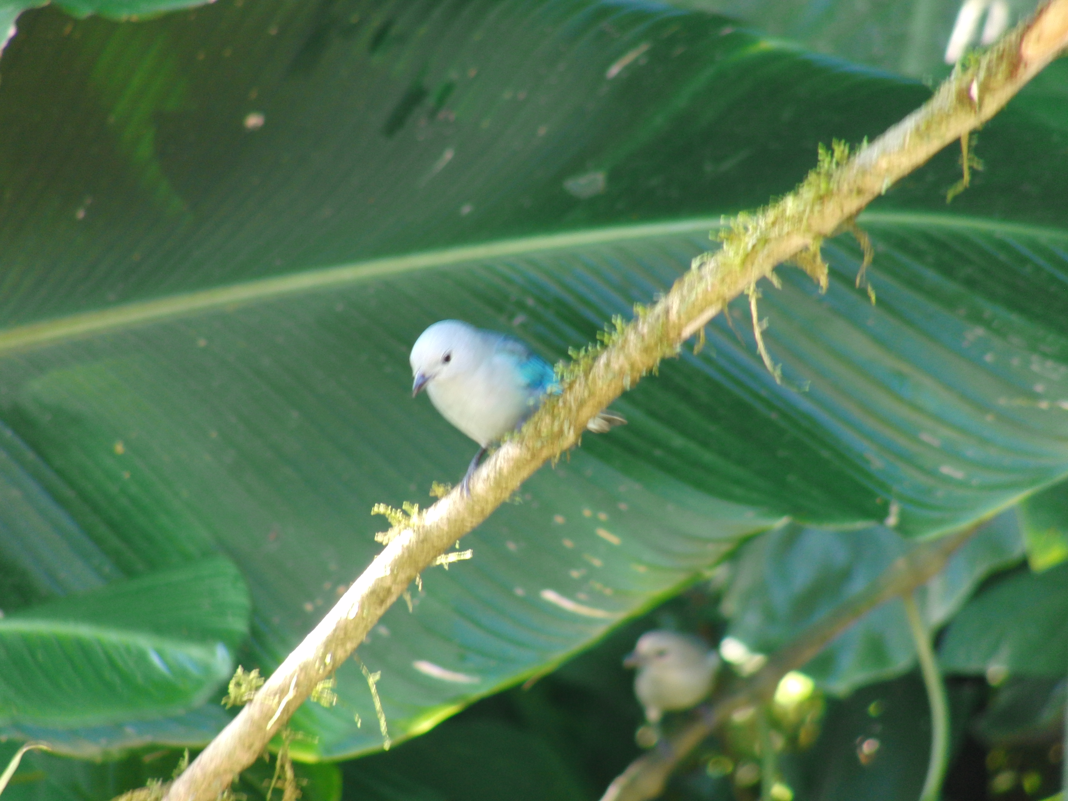 Blue gray tanager