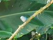 Blue gray tanager