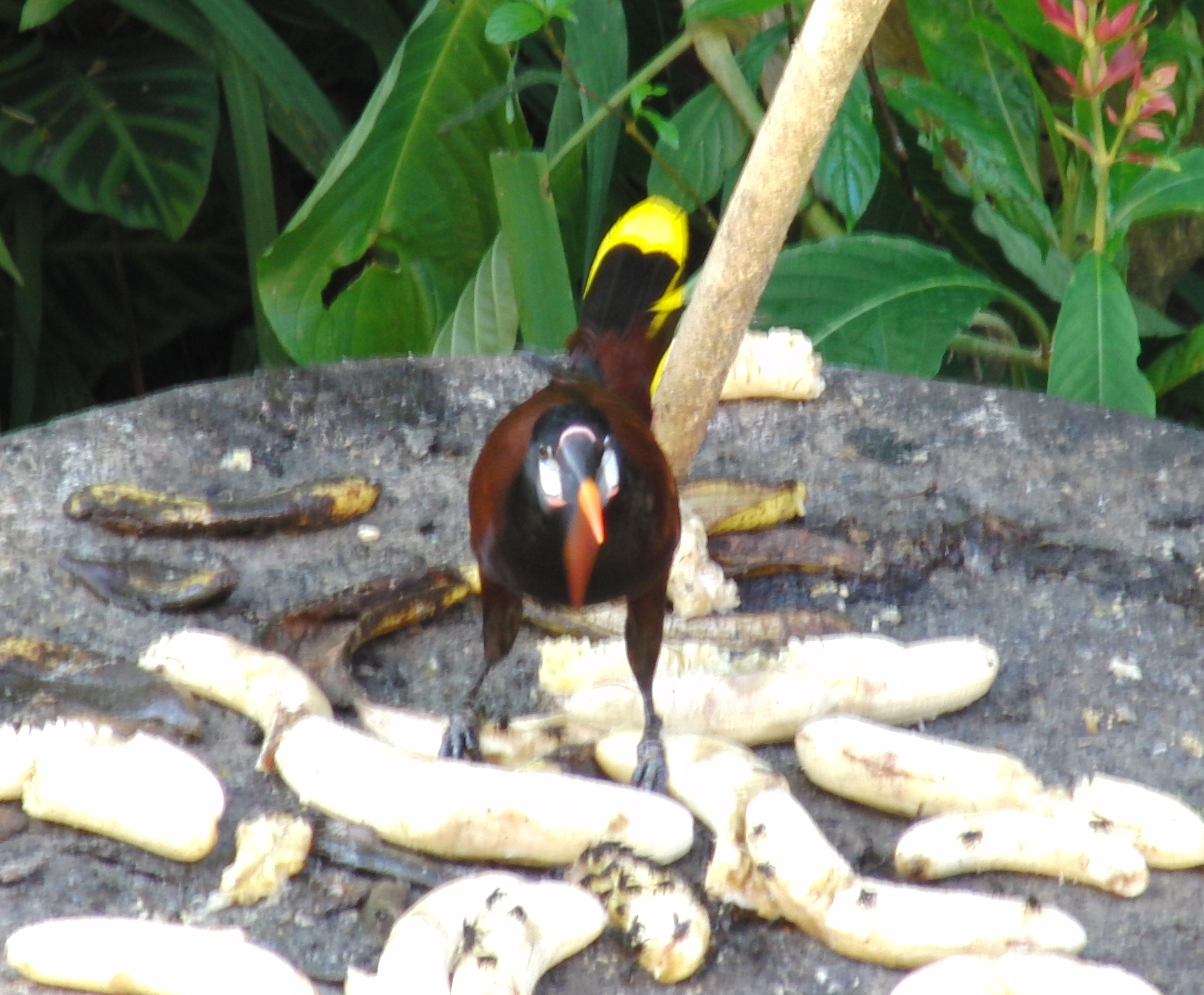 Montezuma Oropendola