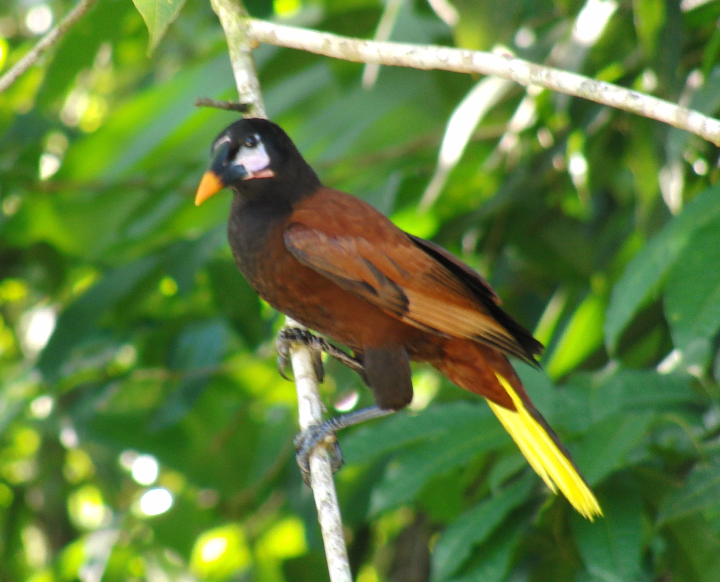 Montezuma Oropendola