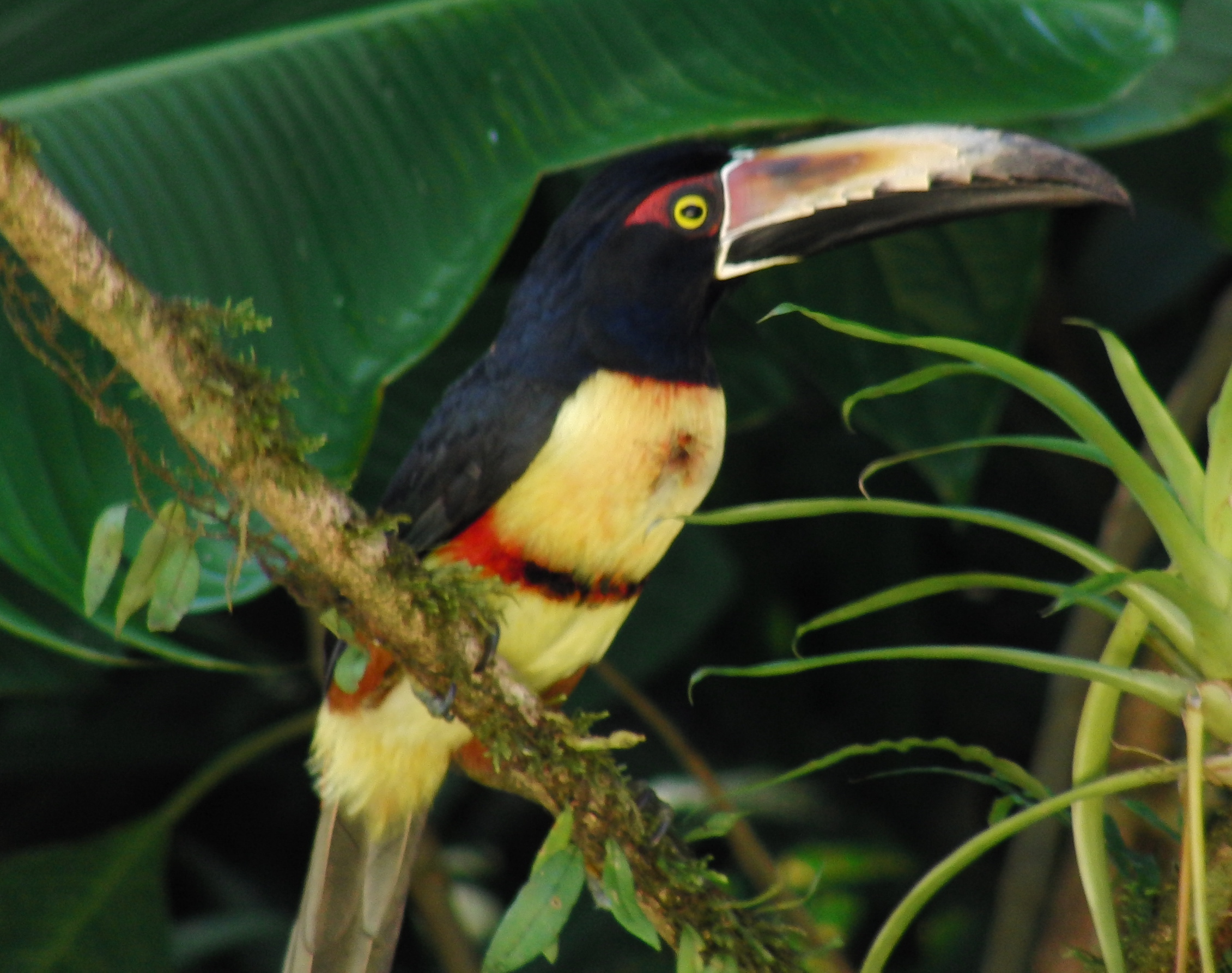 Collared Aracari