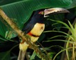 Collared Aracari