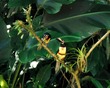 Collared Aracari