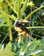 Collared Aracari