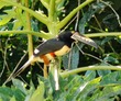 Collared Aracari