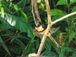 Collared Aracari