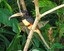 Collared Aracari