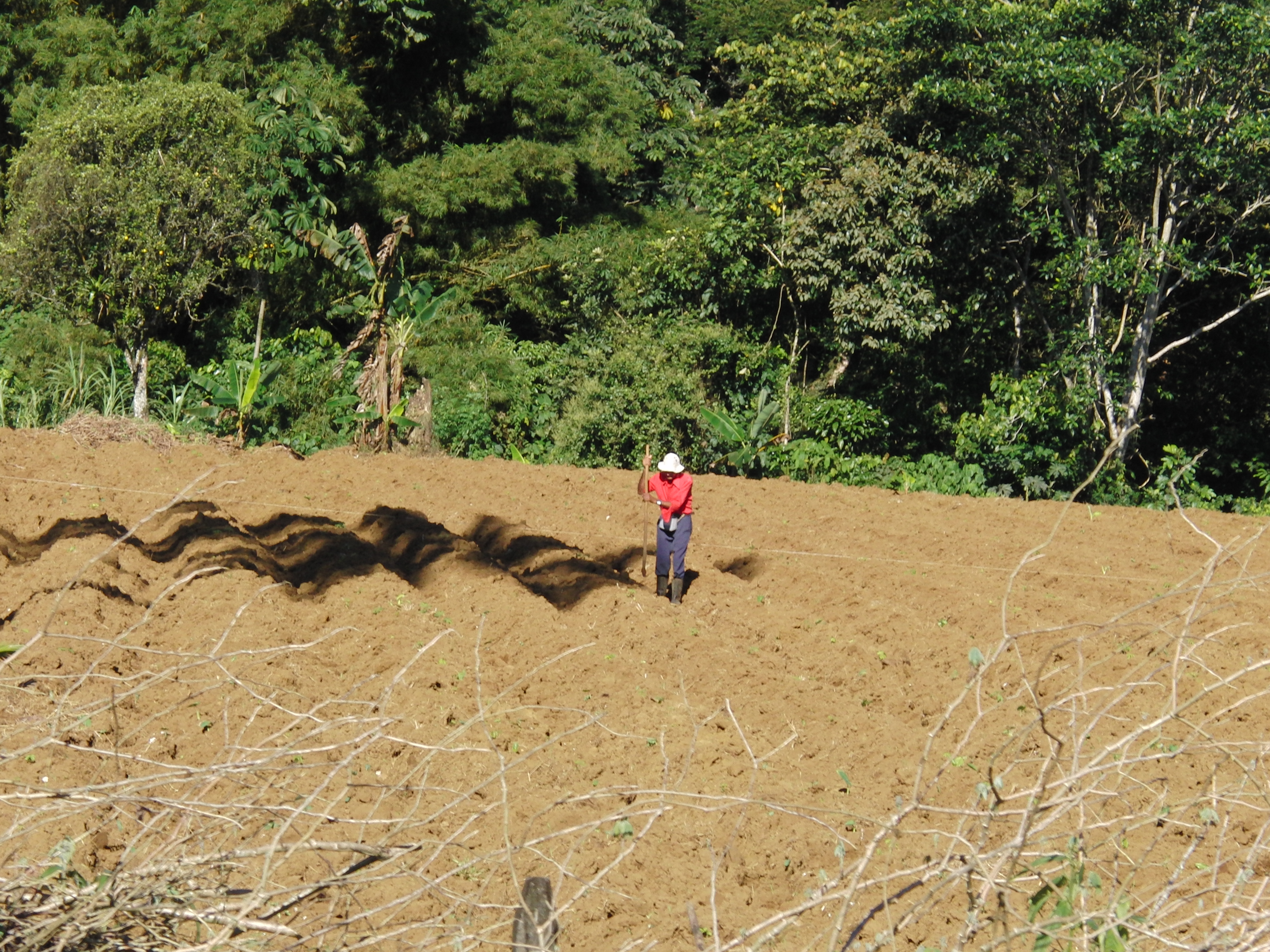 Farmer in the field