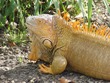 Iguanas
