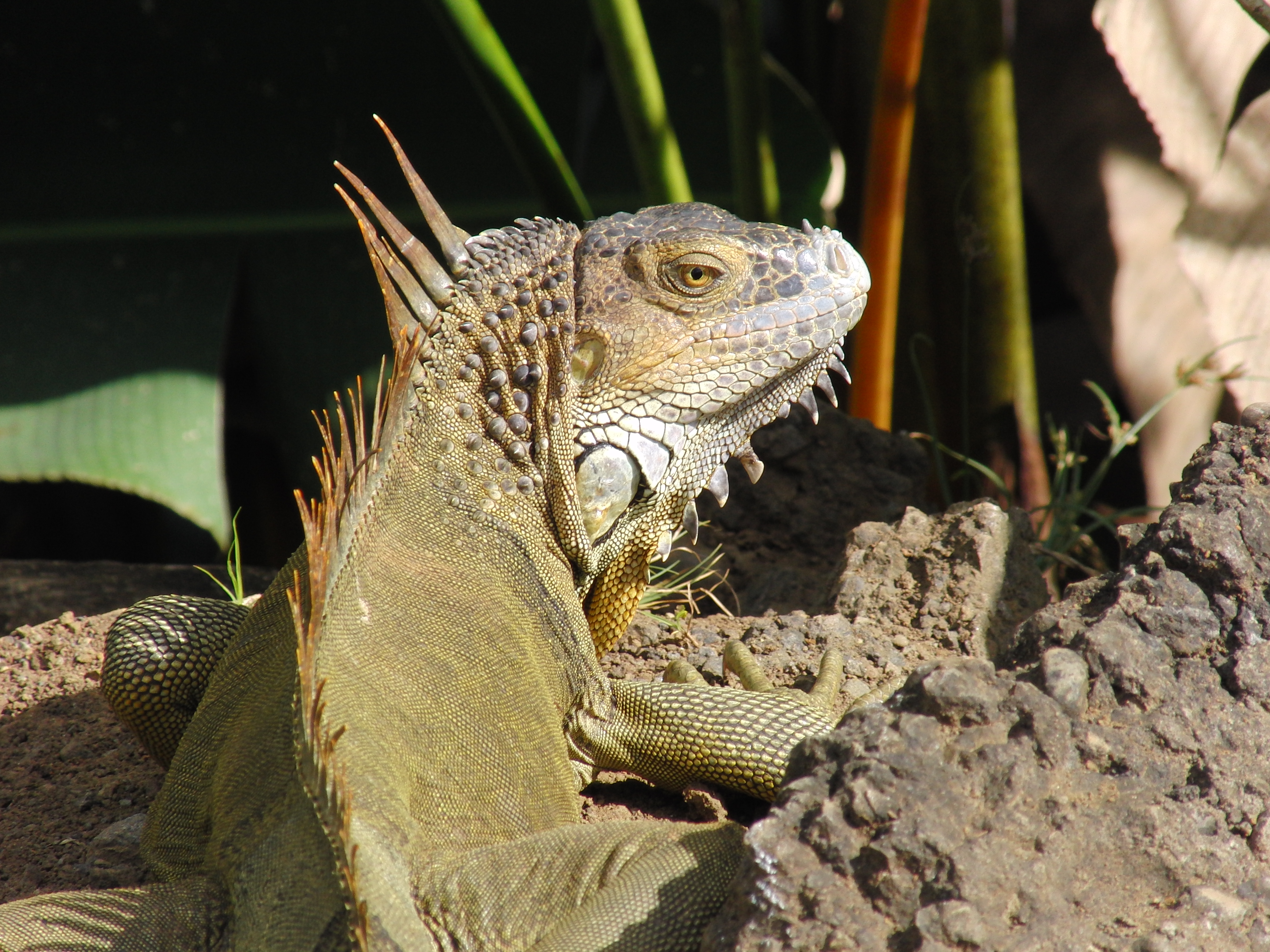 Iguana