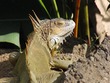 Iguana