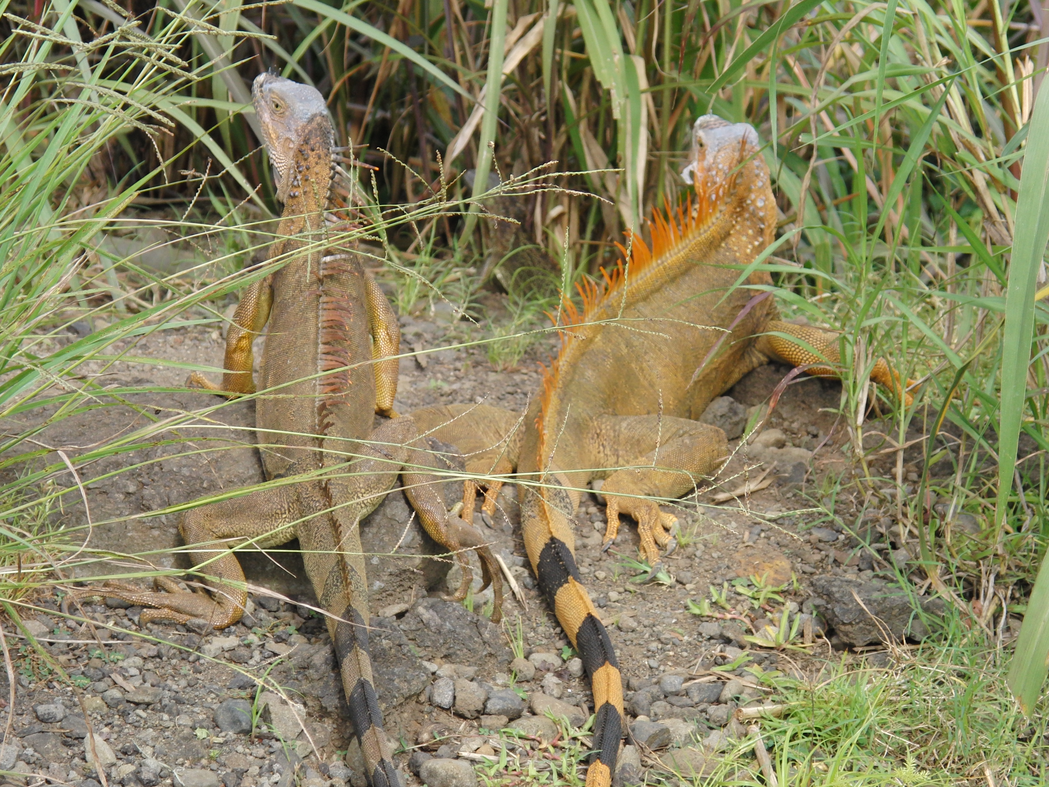 Iguanas