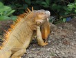 Iguana