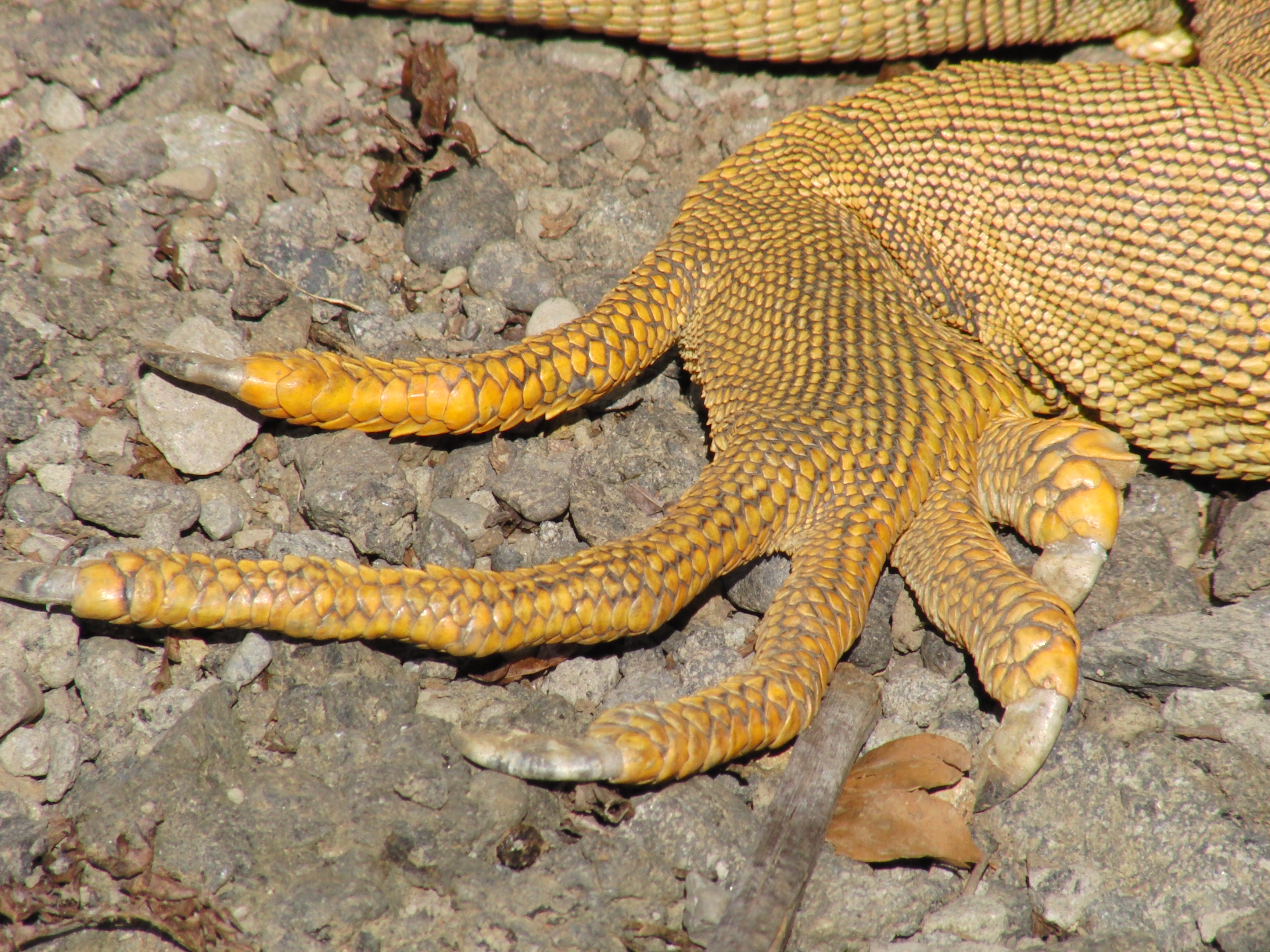 Iguana foot