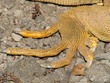 Iguana foot