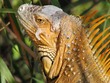 Iguana
