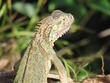 Iguana