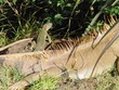 Iguana