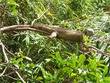 Iguana