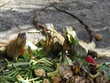 Iguana