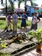 Iguanas