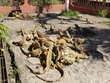 Iguanas