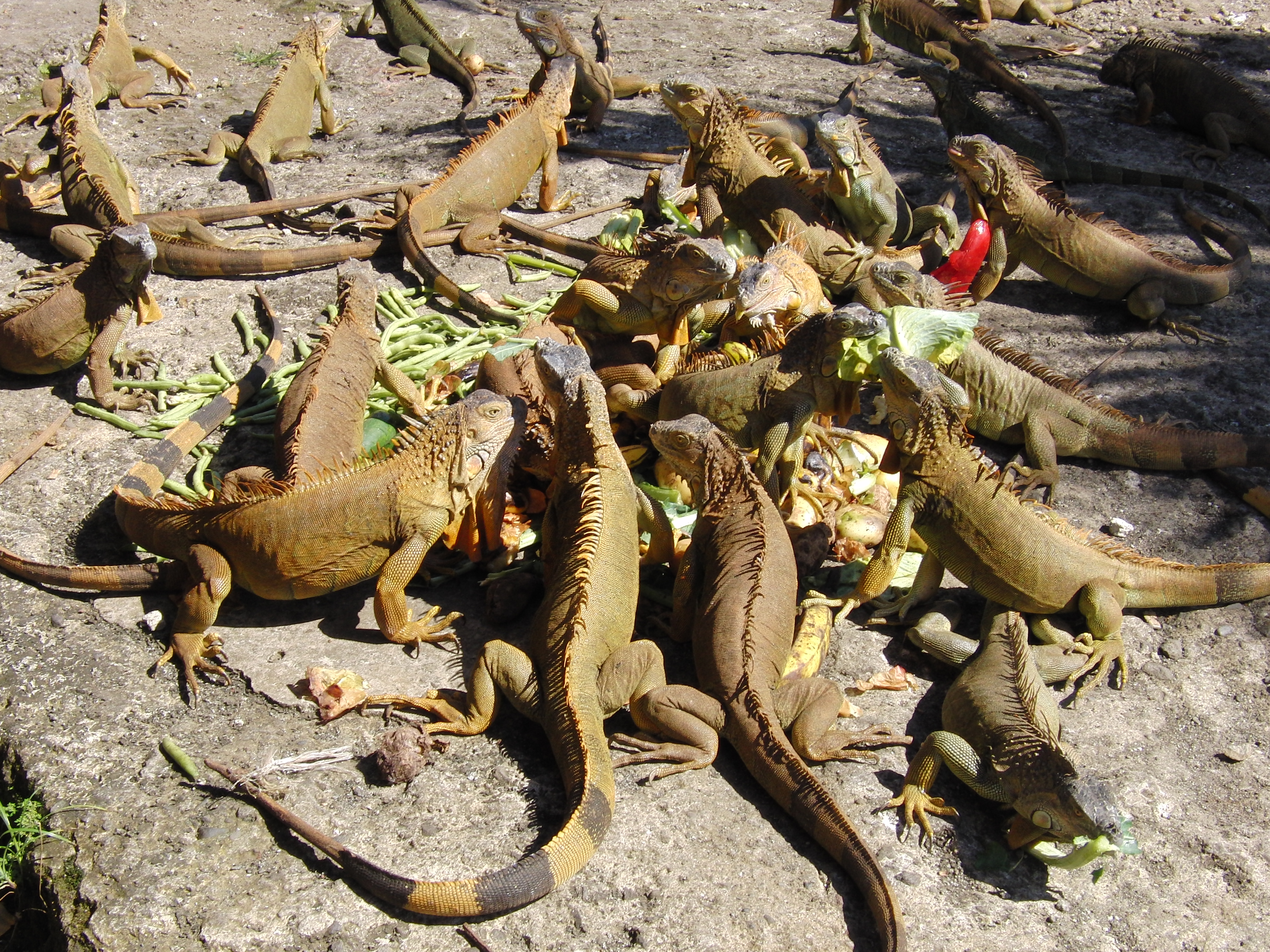 Iguanas