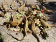 Iguanas