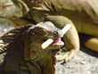 Iguana