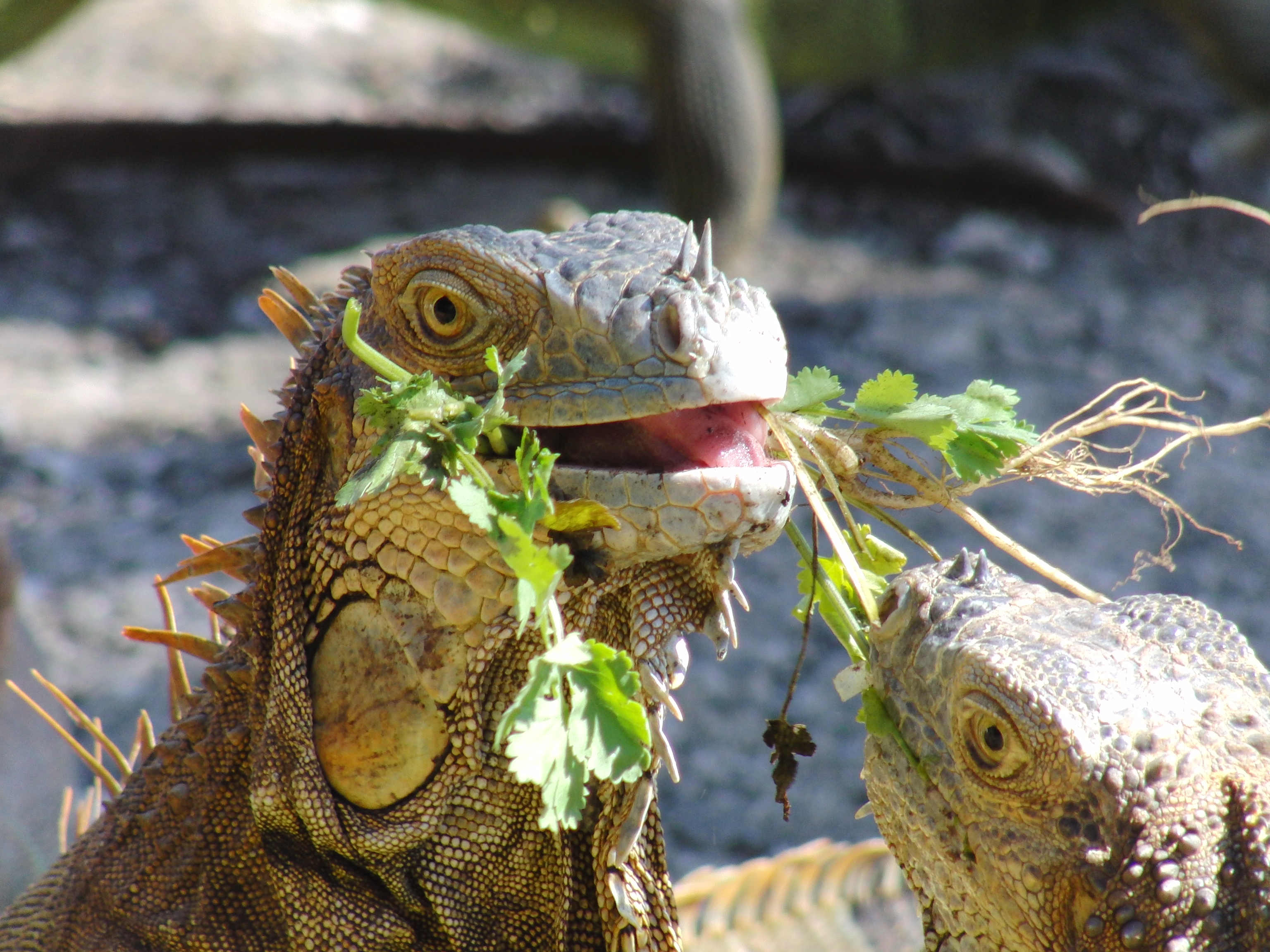 Iguana