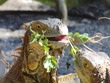 Iguana