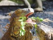 Iguana