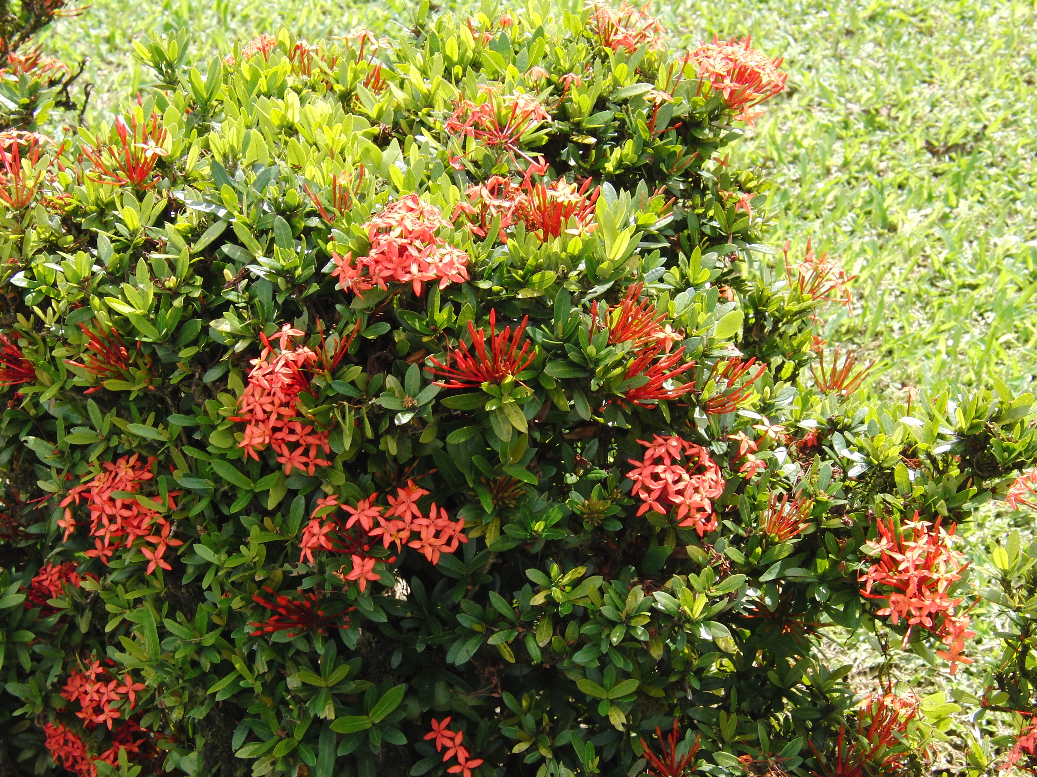 Flowers in La Fortuna