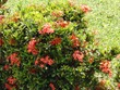 Flowers in La Fortuna