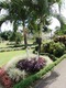 Flowers in La Fortuna