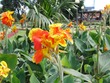 Flowers in LA Fortuna