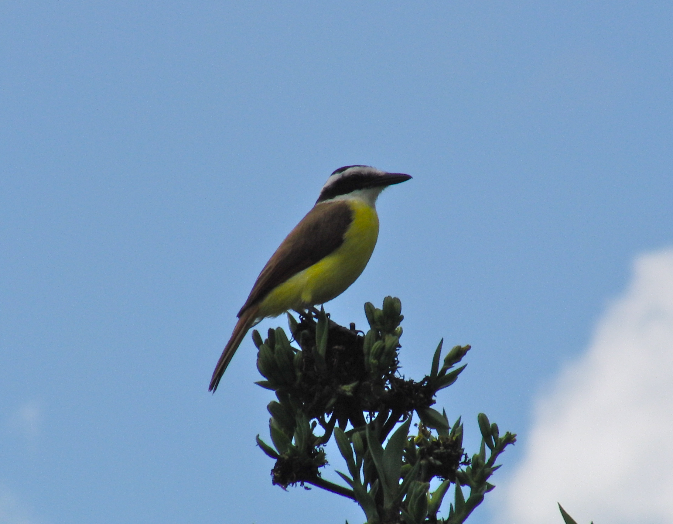 Flycatcher