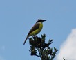 Flycatcher