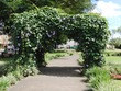 Flower arch in La Fortuna