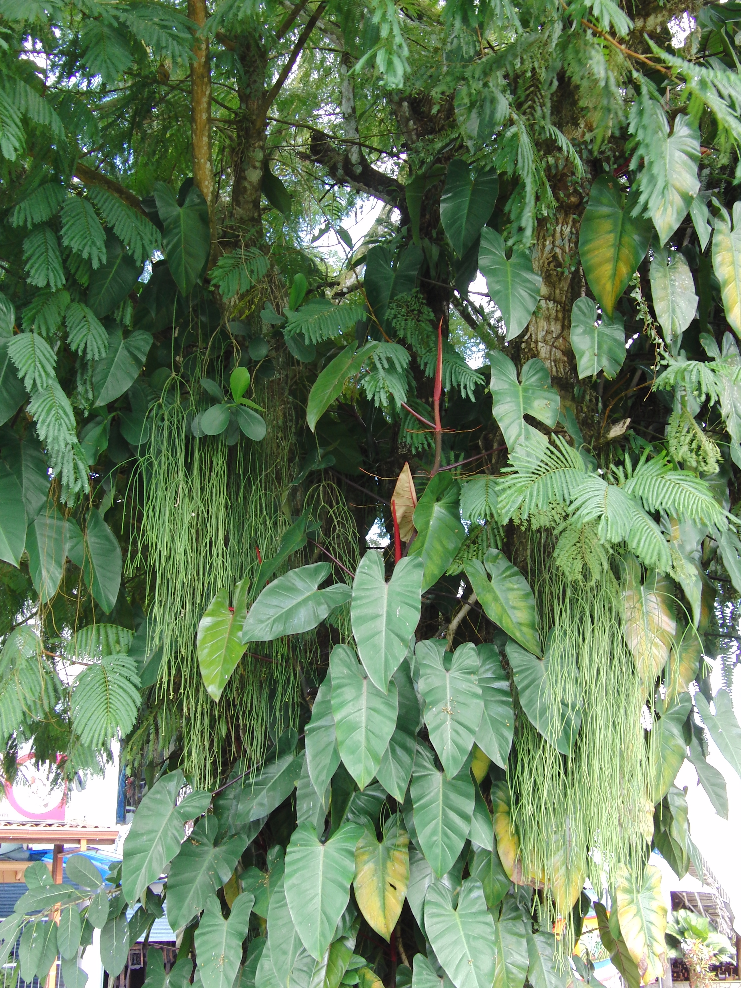 Tree in La Fortuna